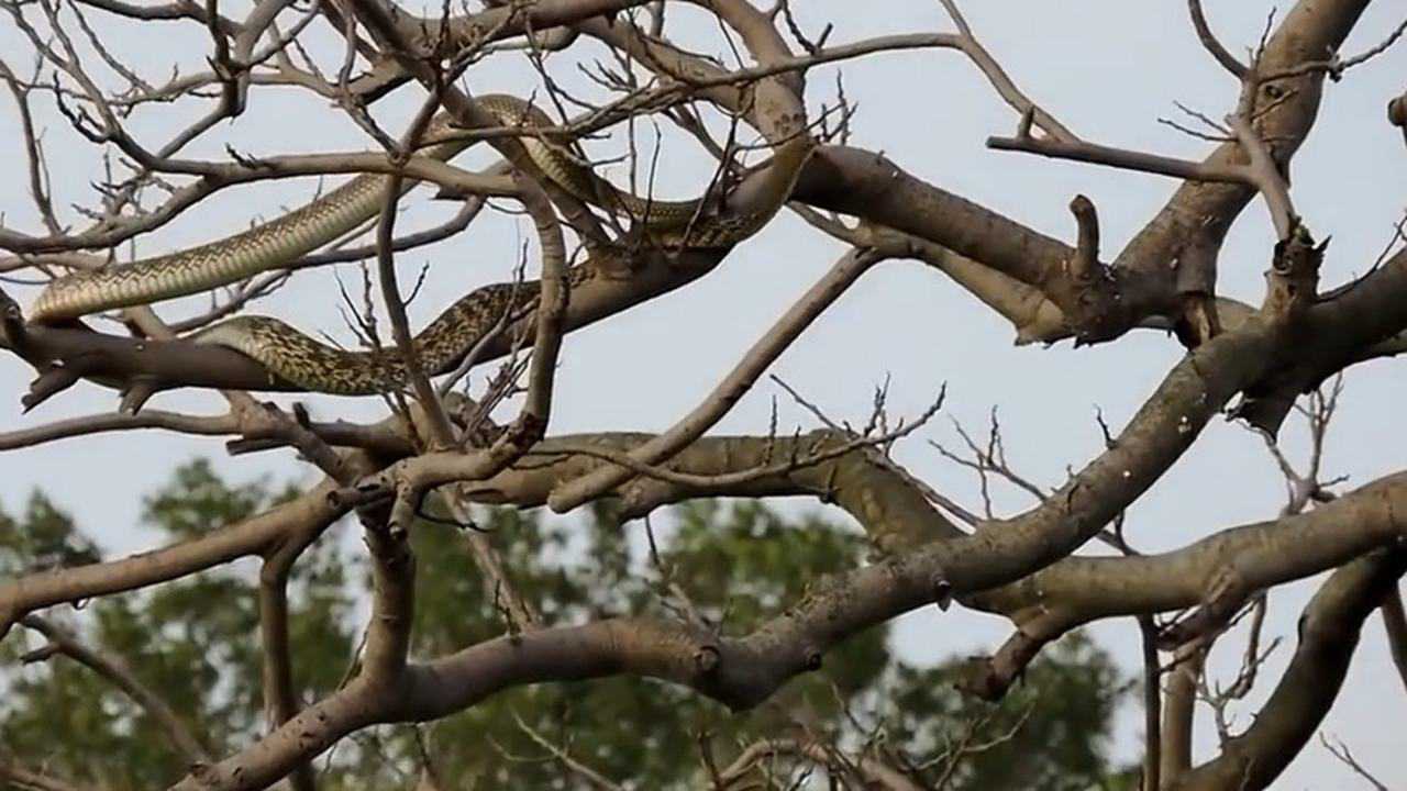 蟒蛇在树上的伪装,绝对堪称一级