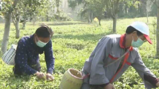 黄冈英山:第一锅春茶上市了!