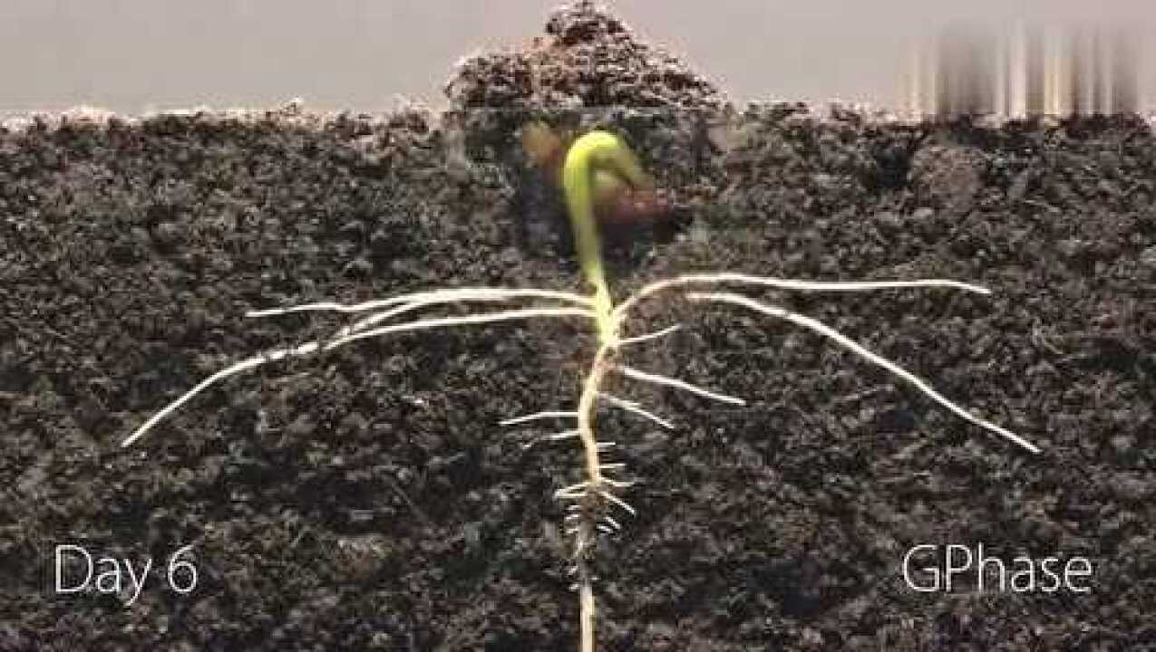 植物生根发芽逐渐长大_腾讯视频