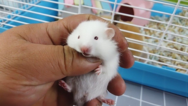 出生21天的白色金丝熊长成啥样小仓鼠活波可爱但是它有点凶