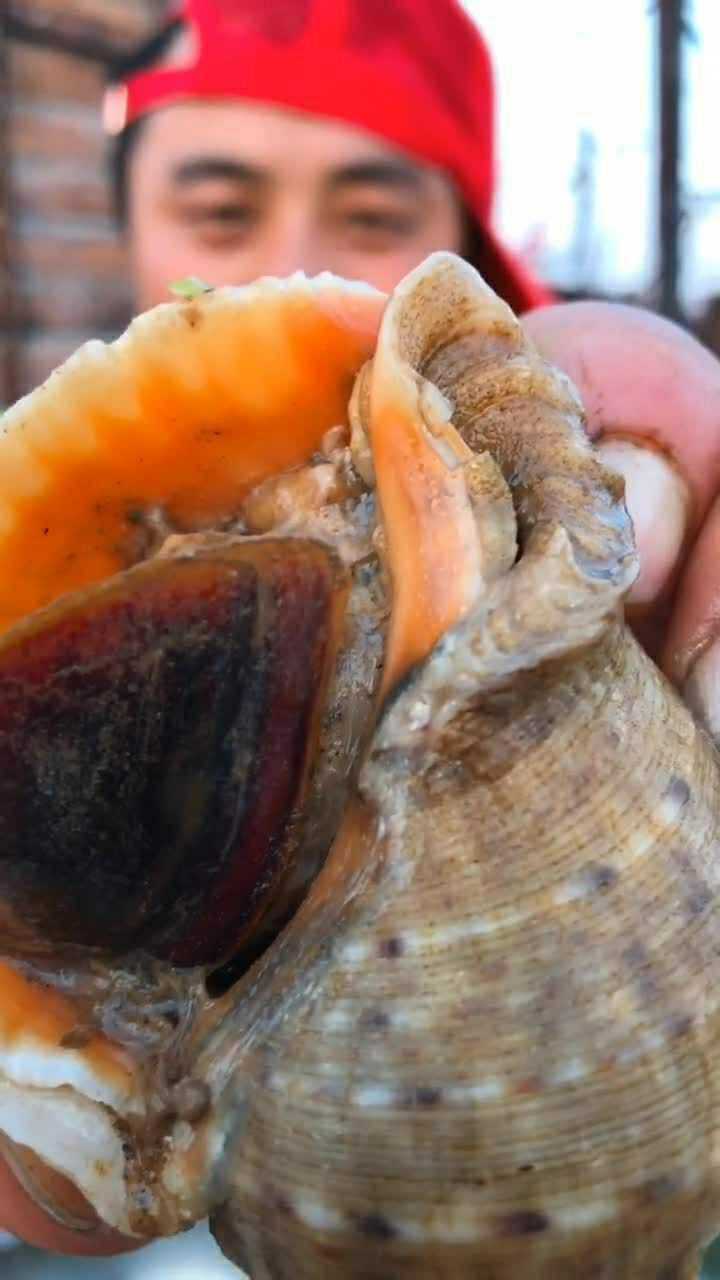 海螺苦胆的正确吃法,你们学会了吗?