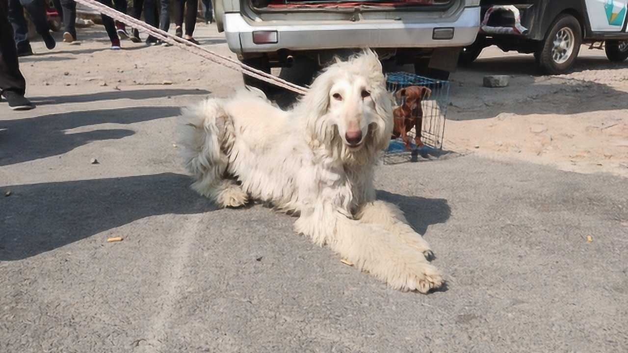农村狗市,发现一条,长相像羊的狗,这是什么品种