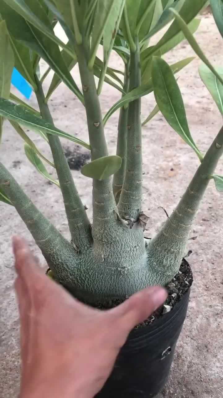 沙漠玫瑰阿拉伯表面有软刺沙漠玫瑰