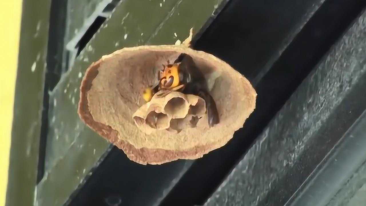 蜂窝是怎么建成的实拍蜂后筑巢全过程看完太震撼了