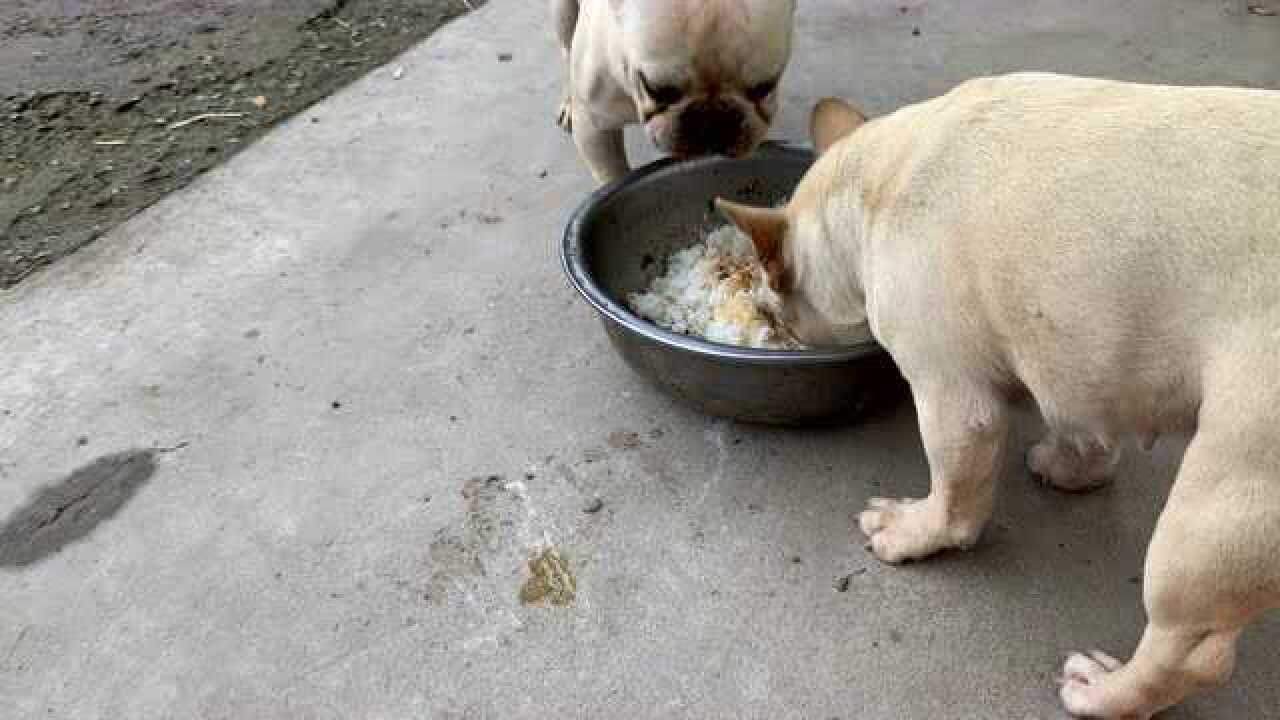 鬥牛犬被我養成了土狗_騰訊視頻