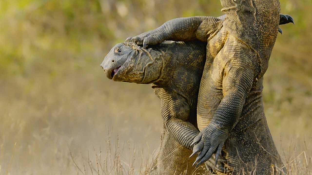 澳洲巨蜥和科莫多巨蜥图片