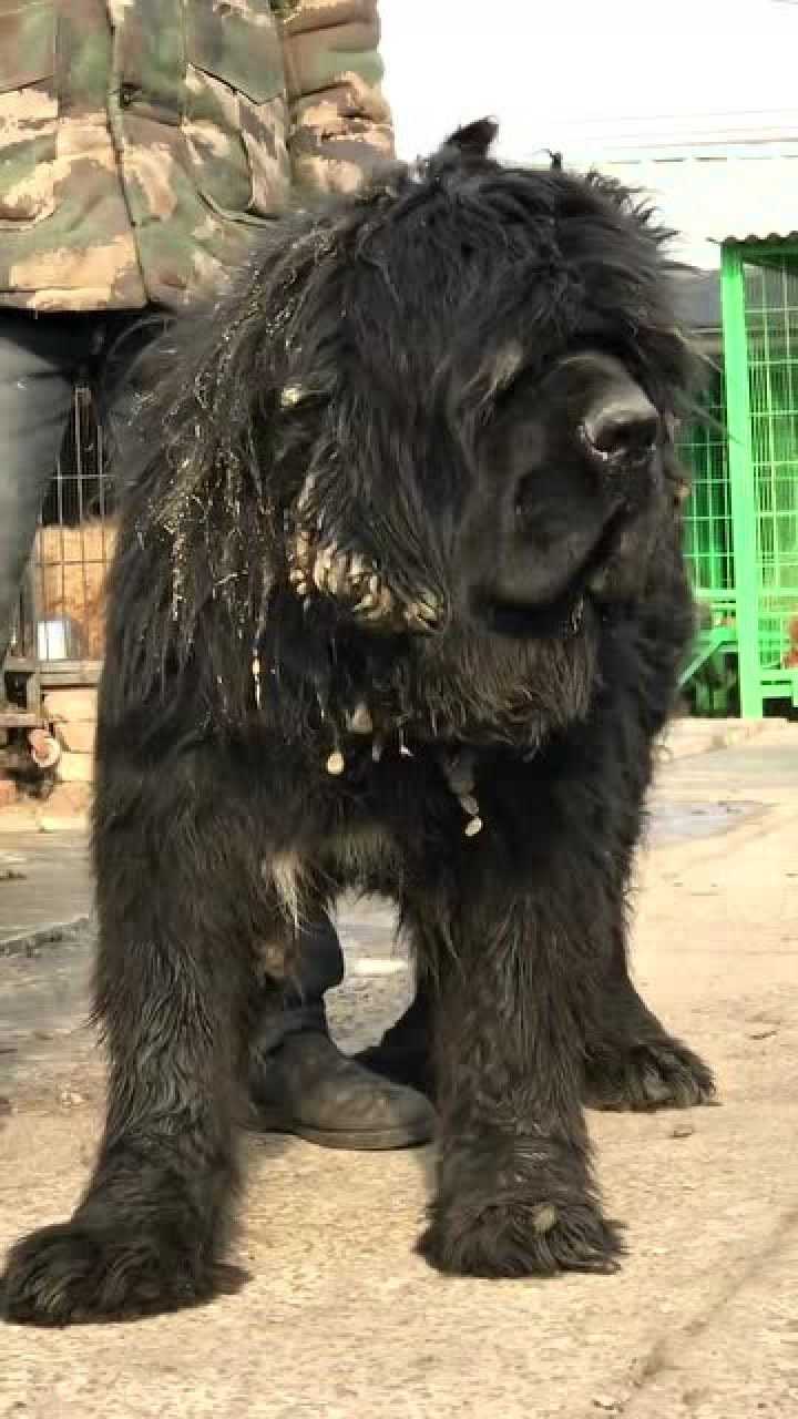 据说喜马拉雅山下来的藏獒?