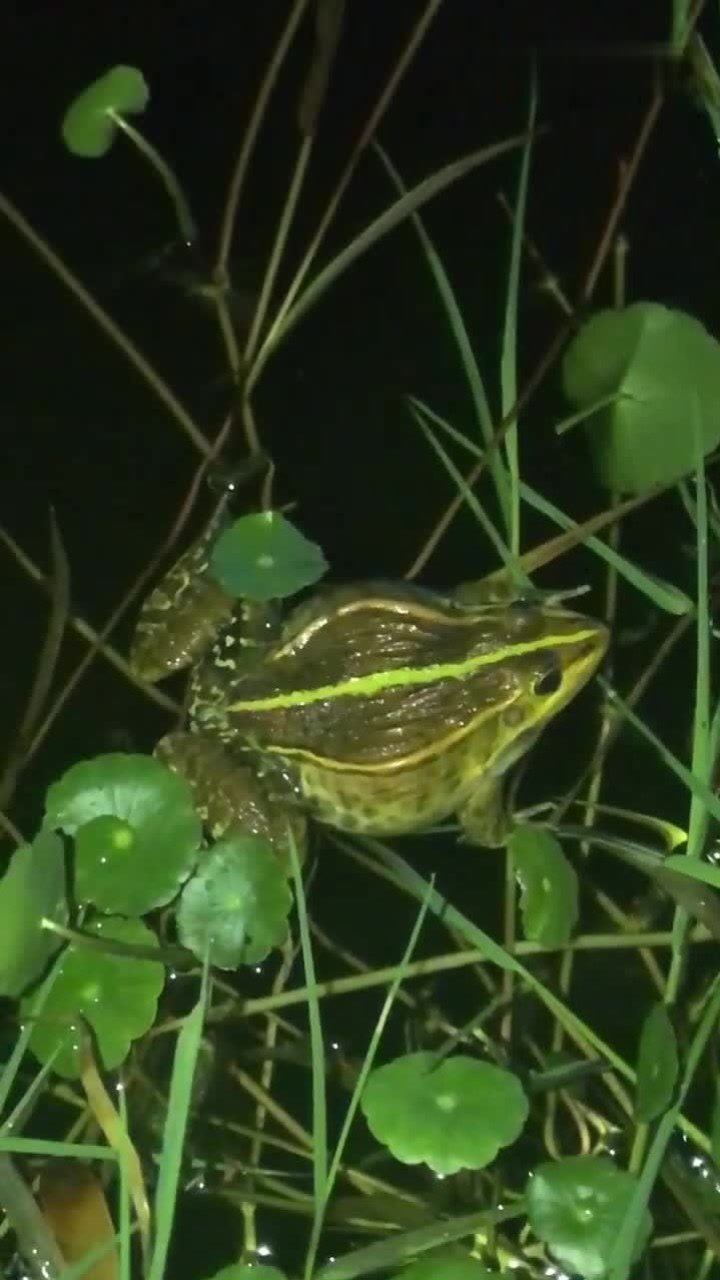 这辈子第一次近距离的看青蛙鸣叫,太神奇了!_腾讯视频