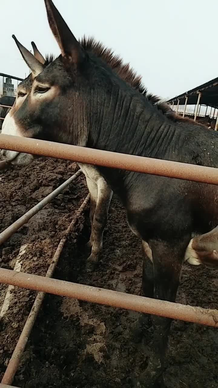 看这两头驴的表情,一定有心事,不知道是什么