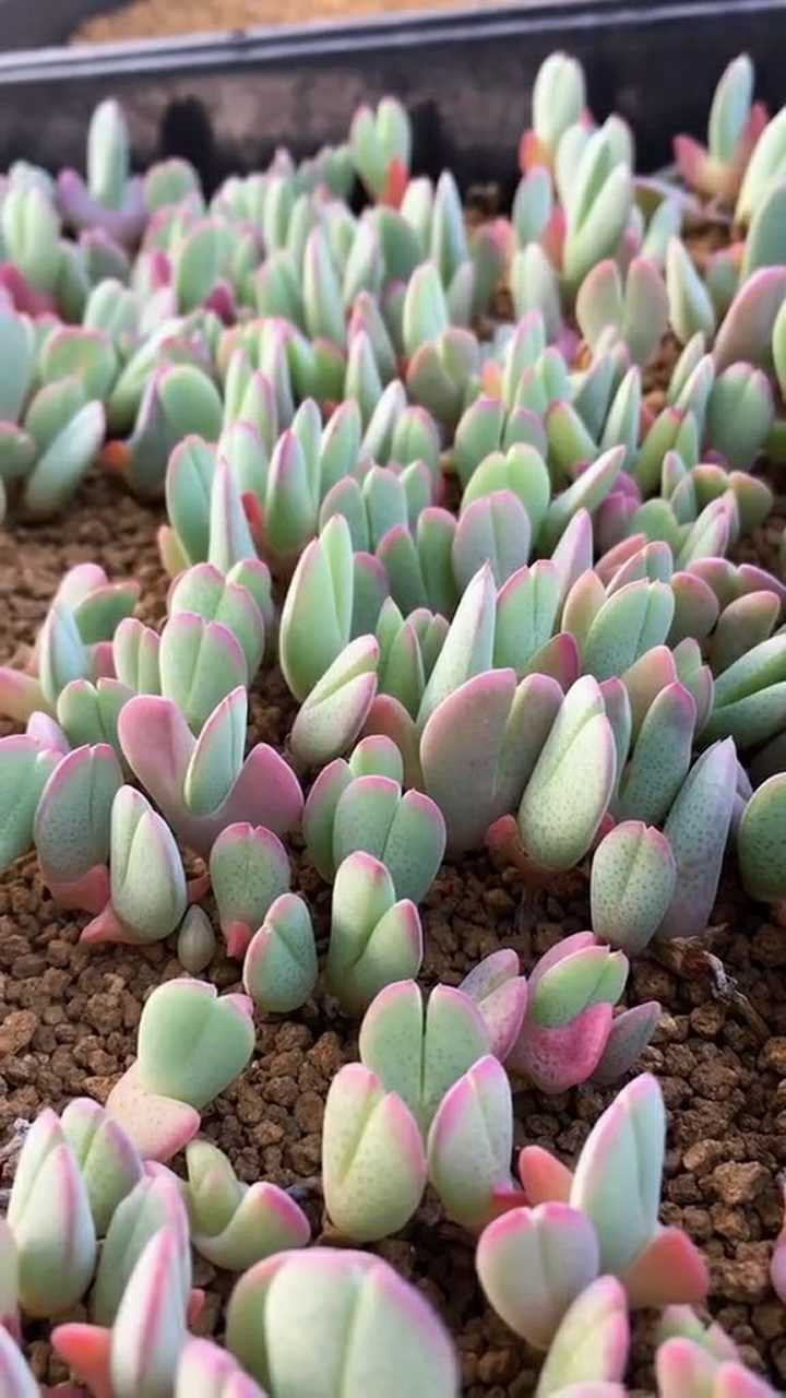 这种多肉叫做蟹钳颜色也特别的好看给人特别美好的感觉