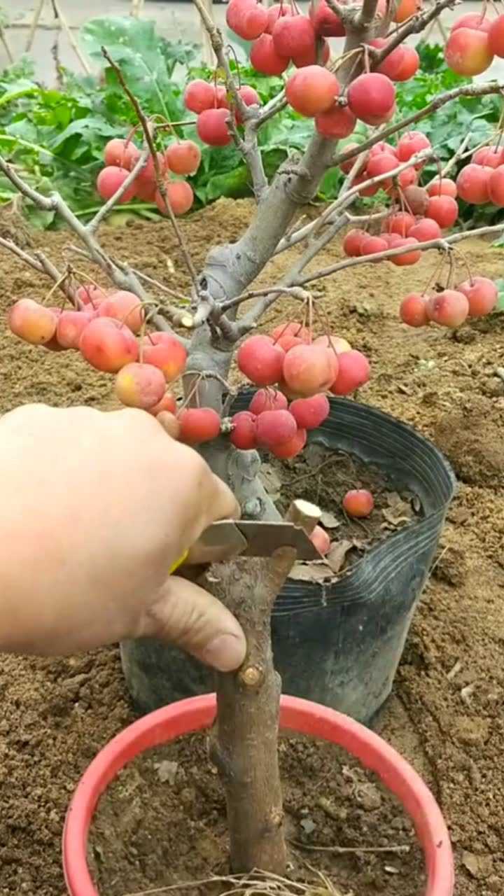 桃树嫁接大樱桃绝对受用