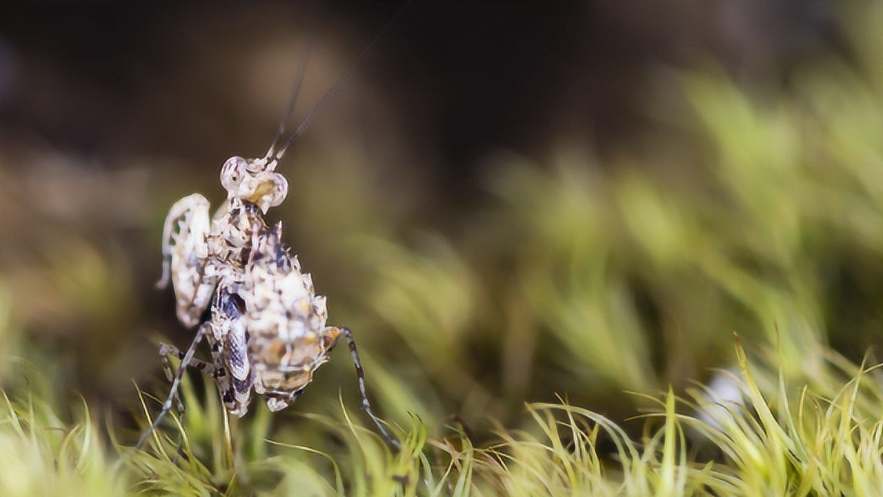 索氏角胸螳-迷曼虫虫特工队