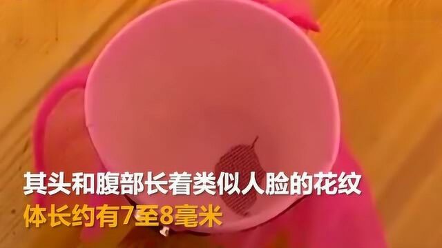 樱桃树上惊现人面蜘蛛?腹部人脸花纹清晰可见