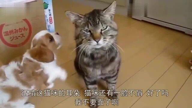 太热情,狗狗一上来揉捏猫咪,猫:好了吗?我不要面子啊