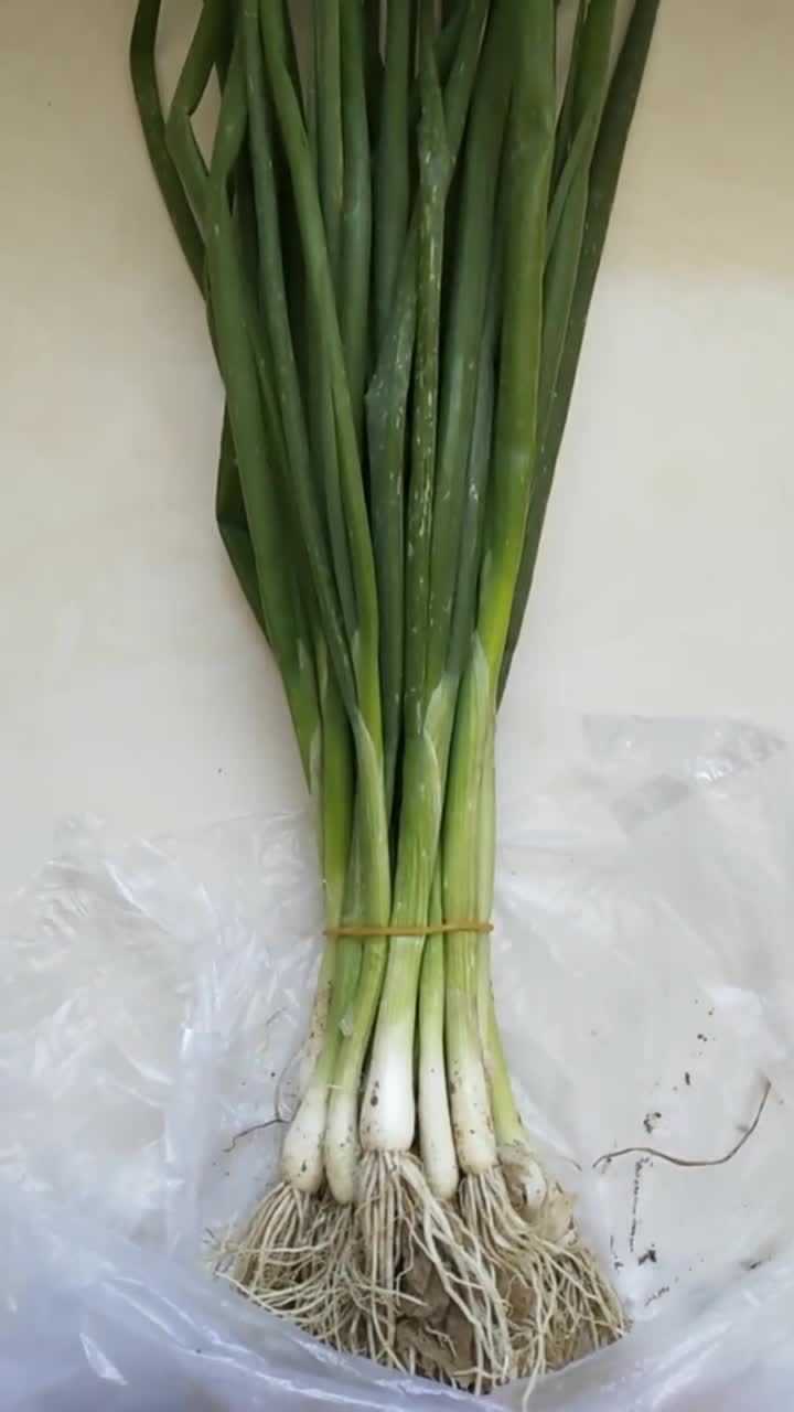 买回来的新鲜小葱一时吃不完怎么办,教你一招保存保鲜