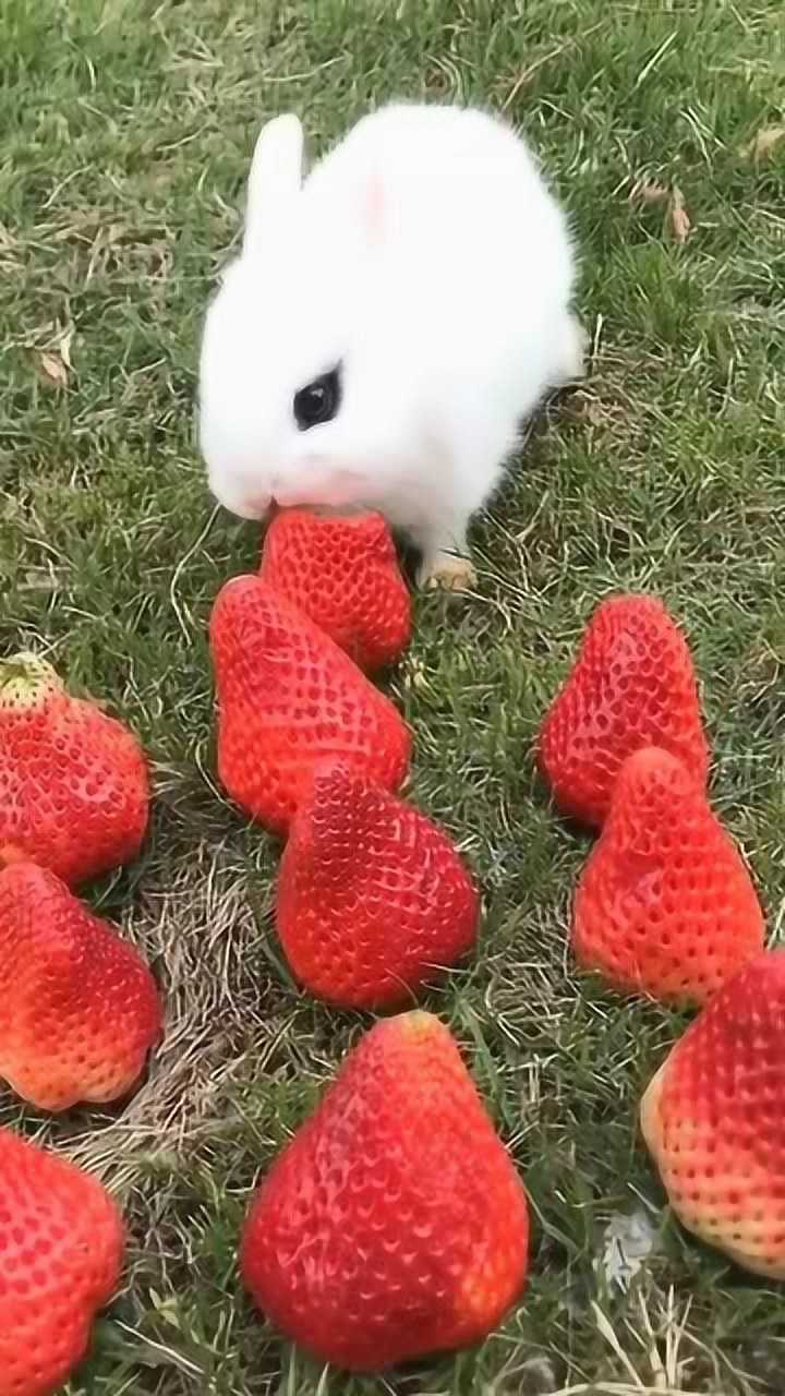 小兔子也喜欢吃草莓