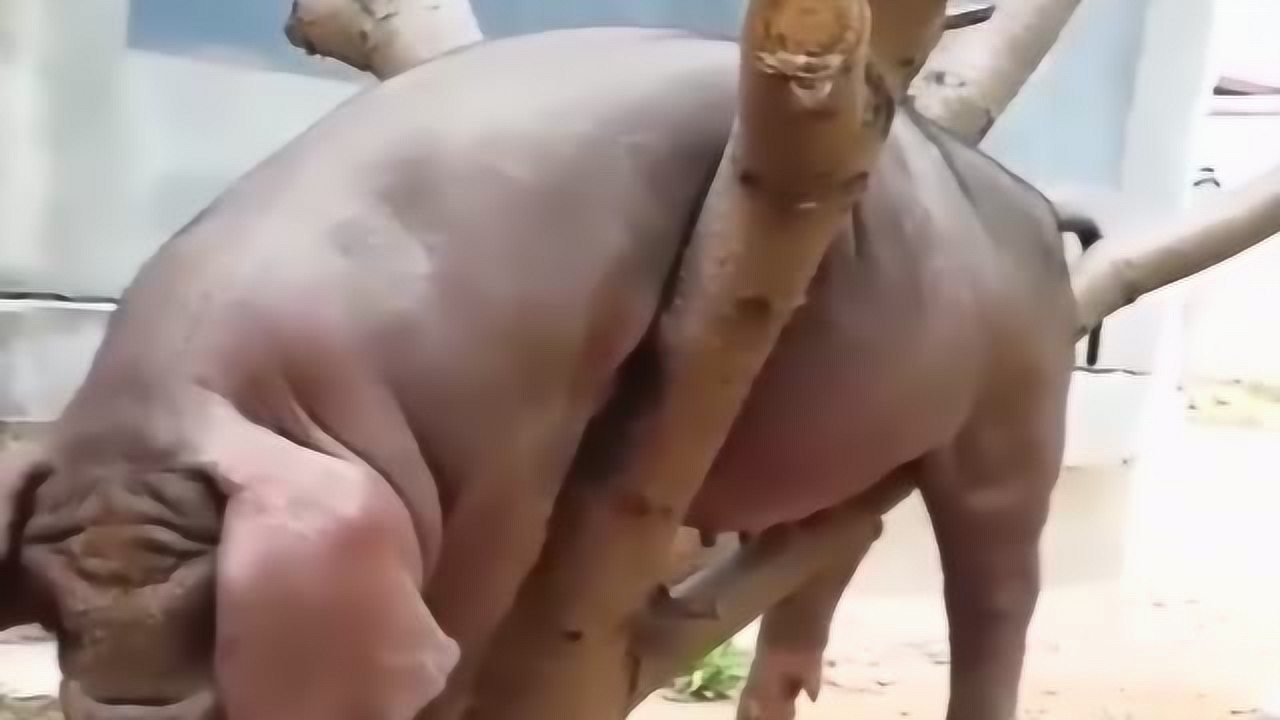 男人靠的住猪都会上树猪上树了,男人靠的住吗_腾讯视频
