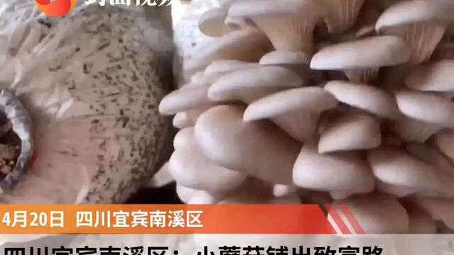 四川宜宾南溪区:小蘑菇铺出致富路