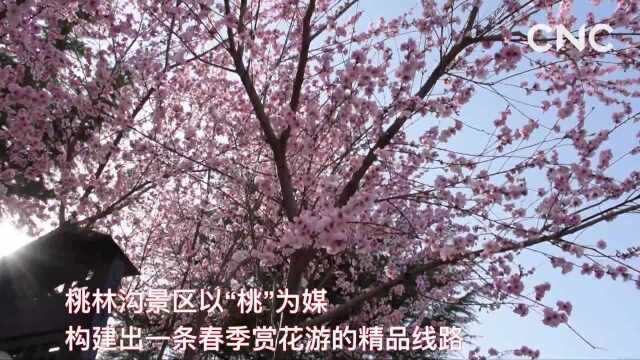 世界那么大| 桃林沟里“桃花源”