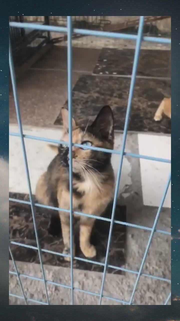 潮汕奇猫潮汕成格猫金银座库破布阴阳眼极其少见可遇不可求