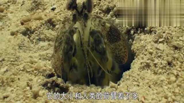 蓝色海洋 你为什么叫螳螂虾!长得既不像螳螂也不像虾