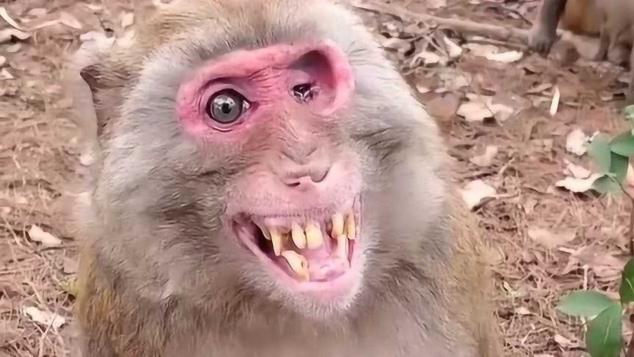猴子笑起来是真的吓人,表情狰狞到这种情况,我算是见识到了它的表情_