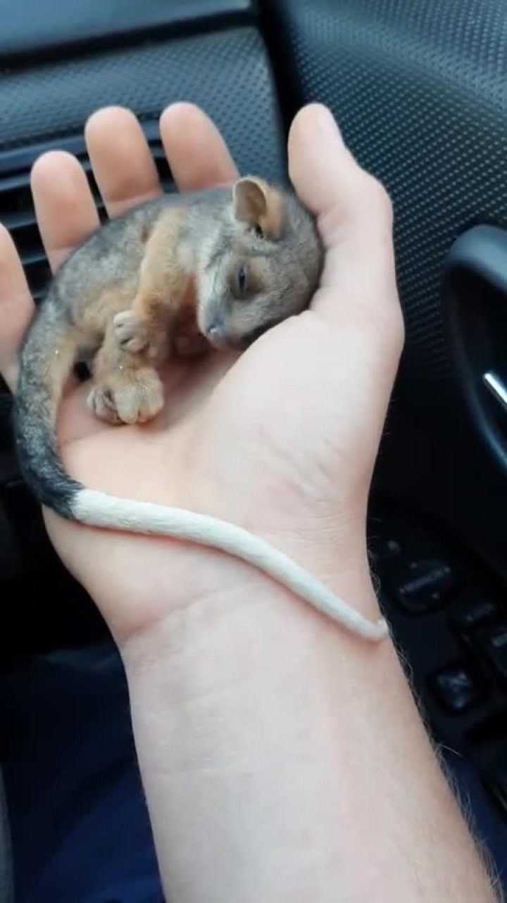 一只长尾巴负鼠