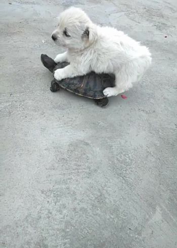 这只狗狗太聪明了,踩在乌龟身上不下来,也太皮了