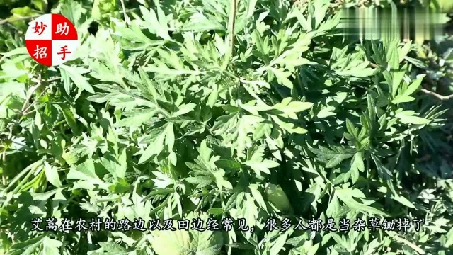 这么多年才知道,农村的艾蒿用途如此神奇,快去找找