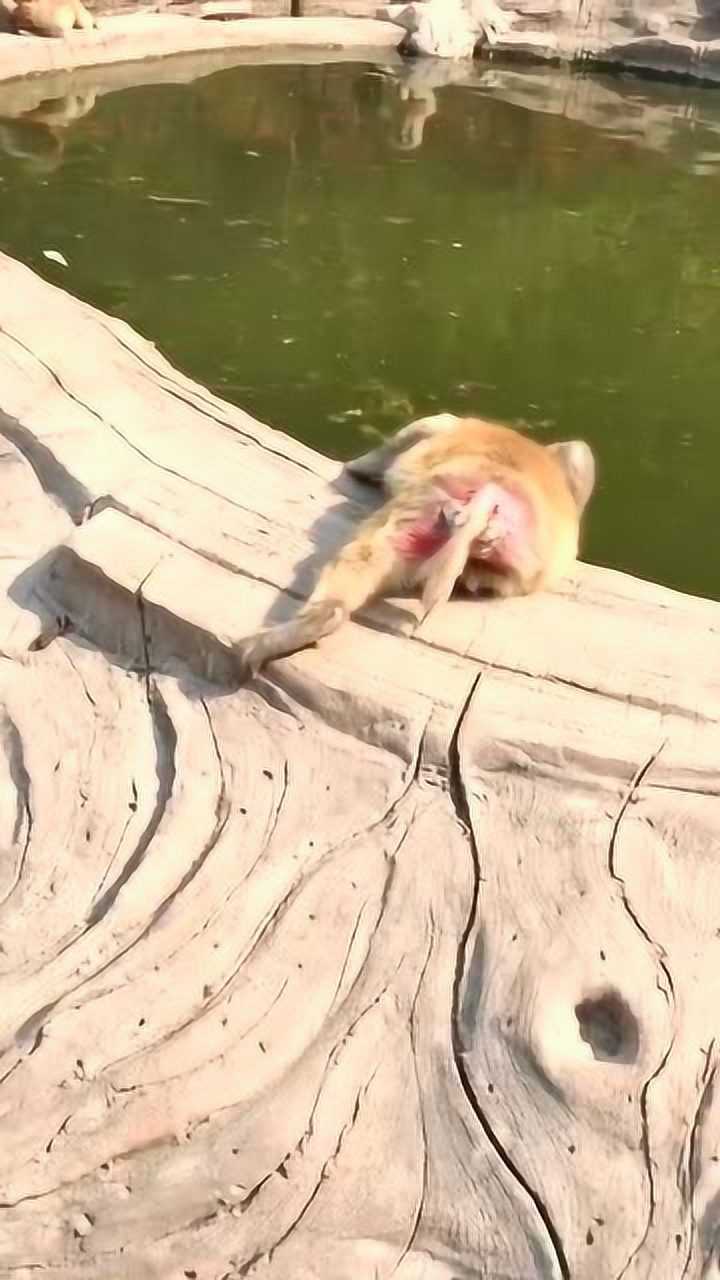 猴子捞太阳这只傻猴光知道露着屁股