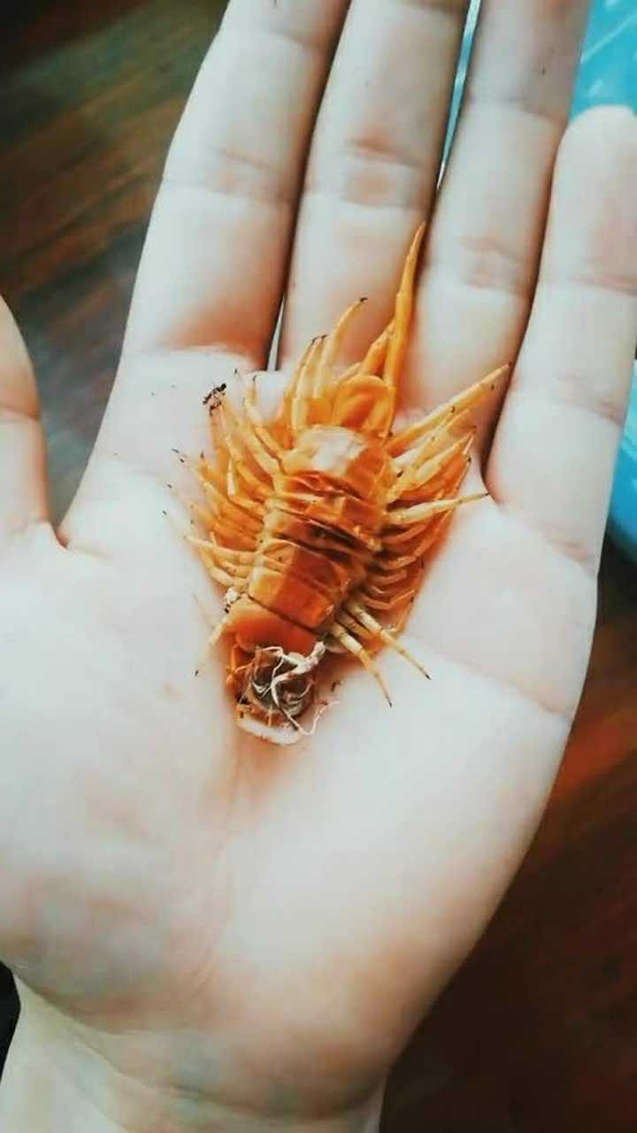 这是蜈蚣刚刚褪的皮,居然有二十厘米,真的厉害了