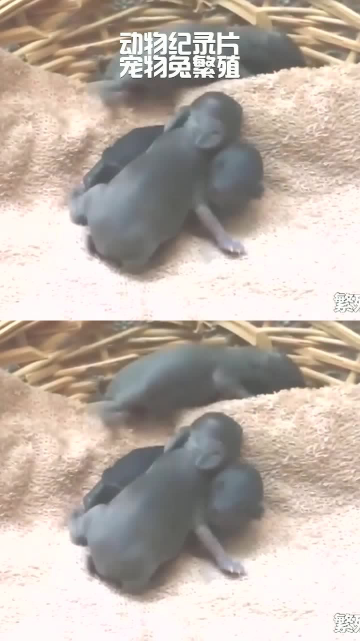 动物纪录片宠物兔繁殖