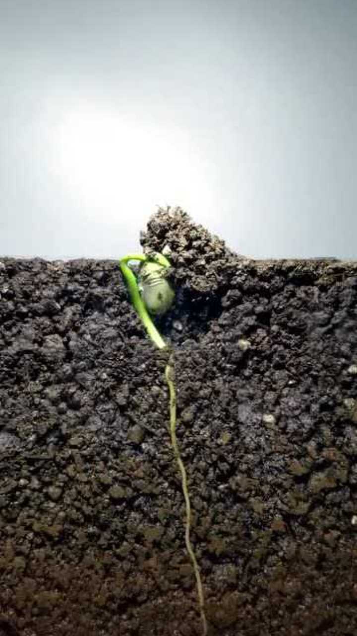你见过种子发芽的过程吗带你亲身体验一下种子破土而出的震撼