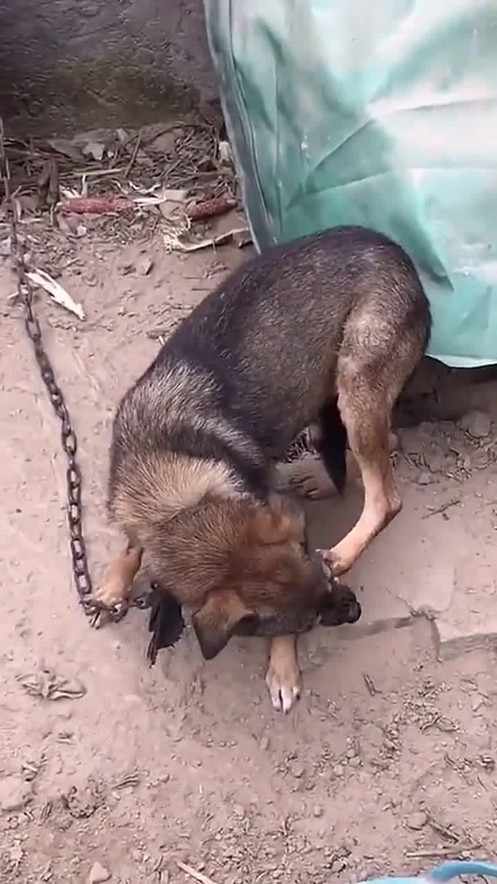 小狗狗你这是自导自演啊自己咬自己的脚