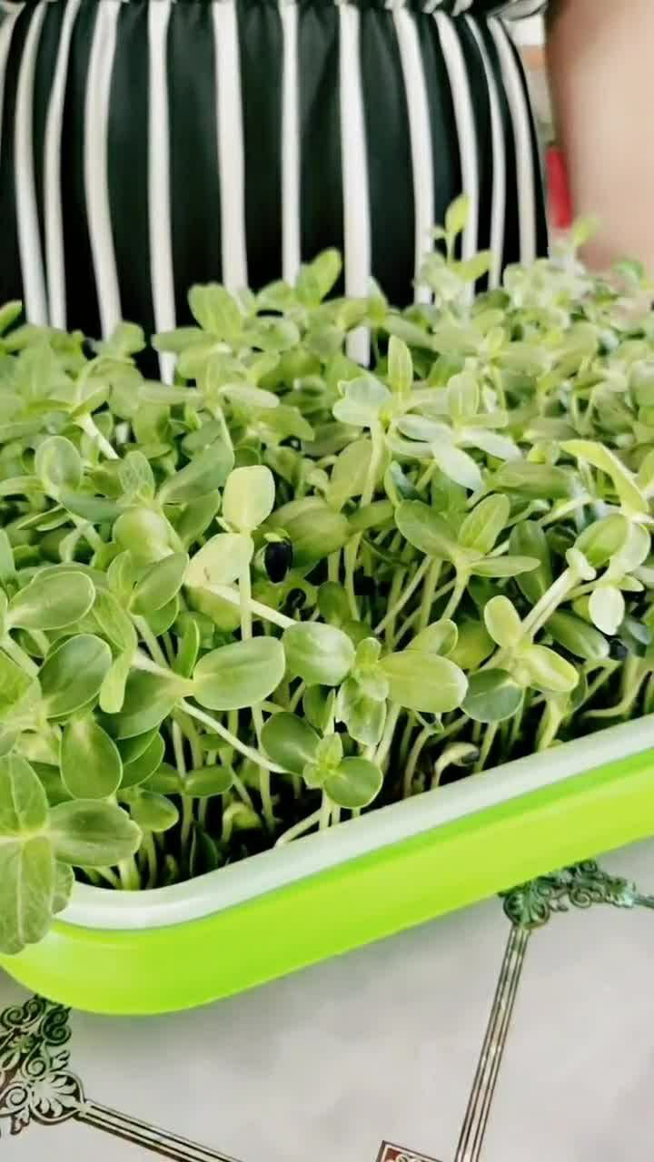 这是我自己种的油葵苗已经长到第八天了可以吃了