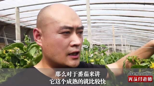 这样种番茄,特别简单,结果多,收益高!菜农看后也跟着学