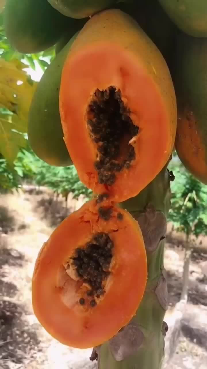 这木瓜熟得都快烂掉了切开的那一刻里面都变成这样了
