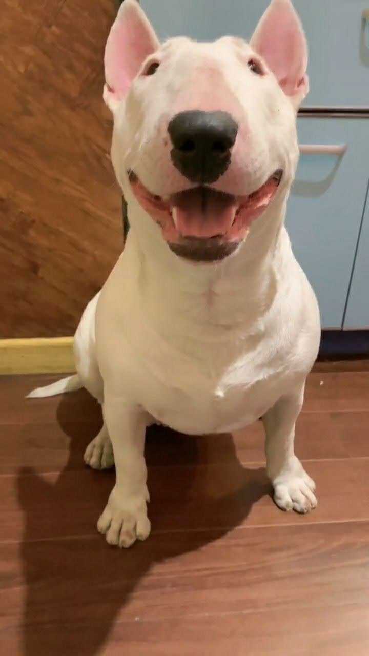 当牛头梗对我面露微笑的时候我就知道它在讨好我