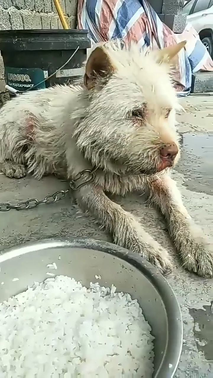屠宰场的狗狗看着真难受,被人打怕了给吃的不敢吃
