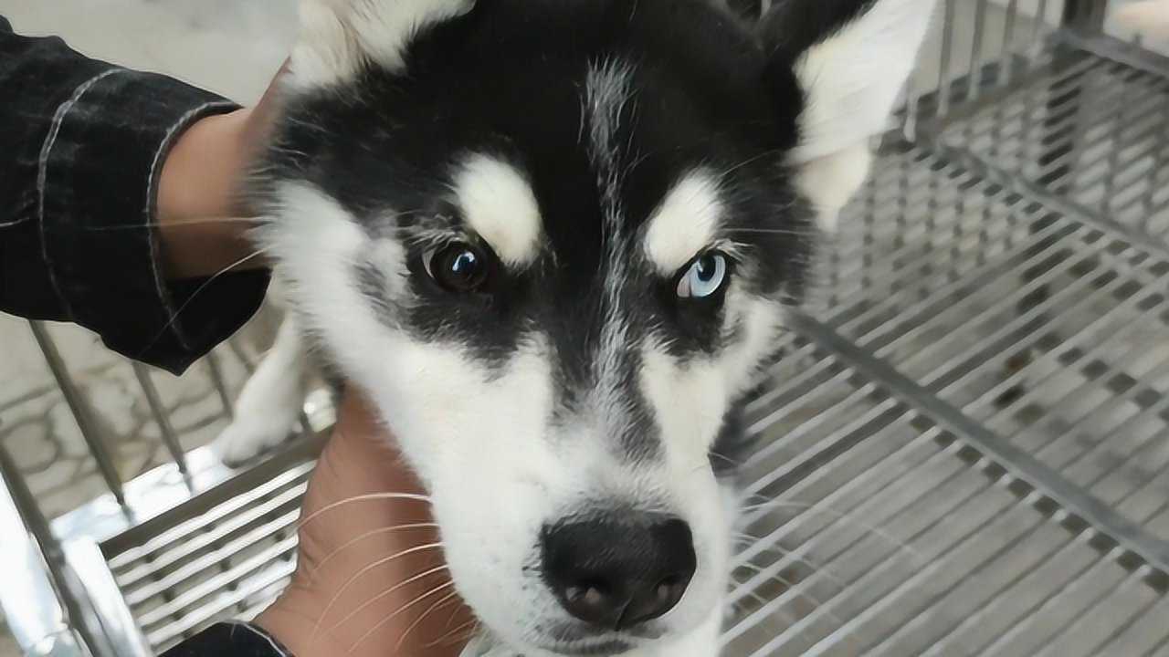 偶遇罕见阴阳眼哈士奇罕见程度称得上稀有网友600买走值吗