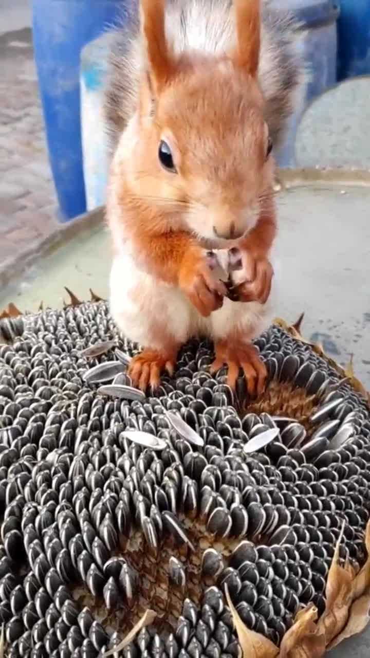 雇了个松鼠剥瓜子,剥的没有吃的多,准备把它开除