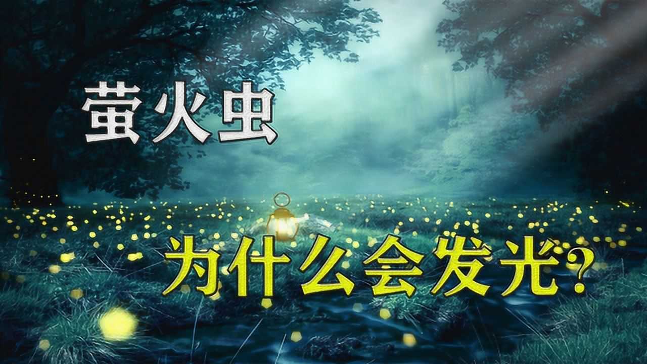 萤火虫为什么会发光?