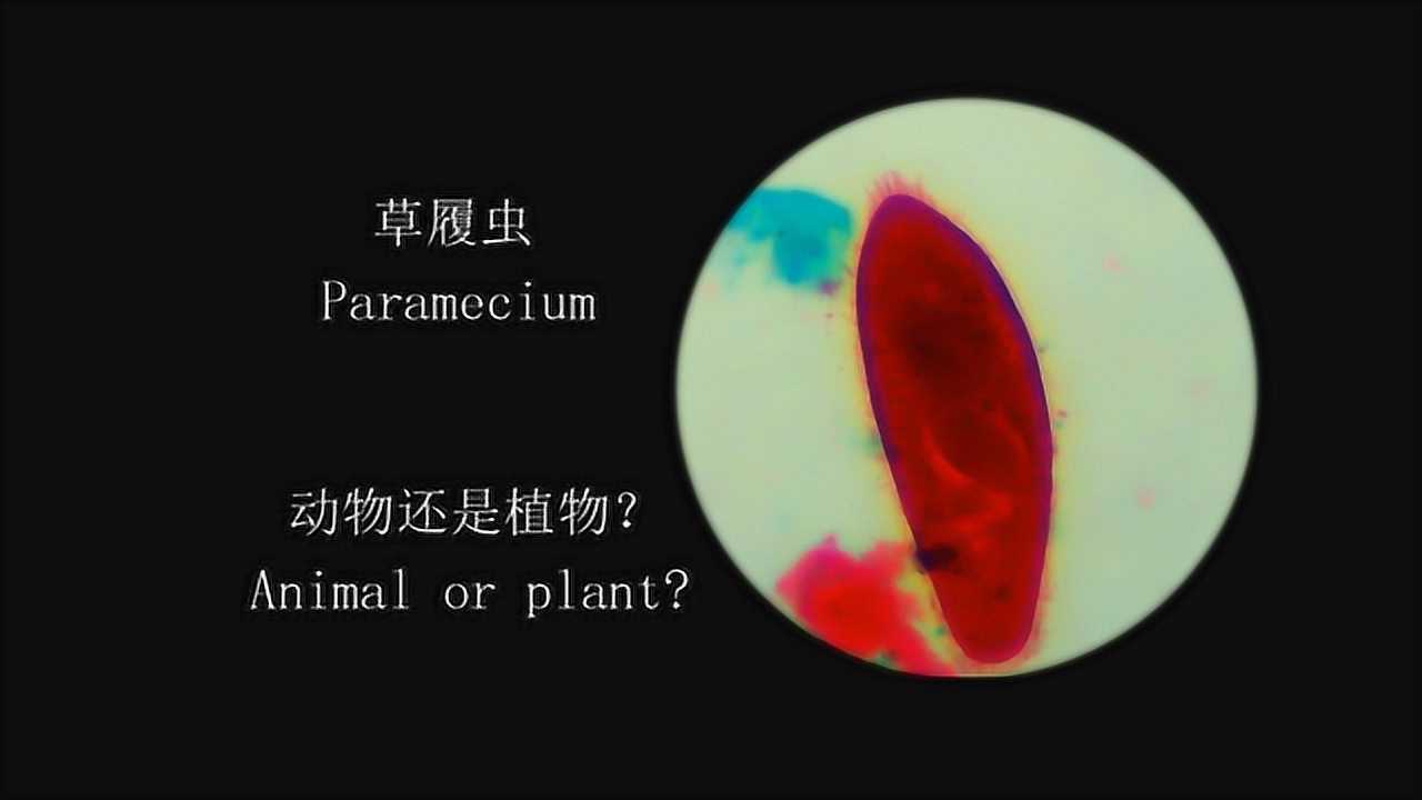 显微镜下的草履虫装片标本