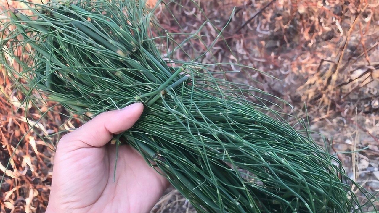 才發現,不起眼的節節草還有這用途?太妙了!快看看吧