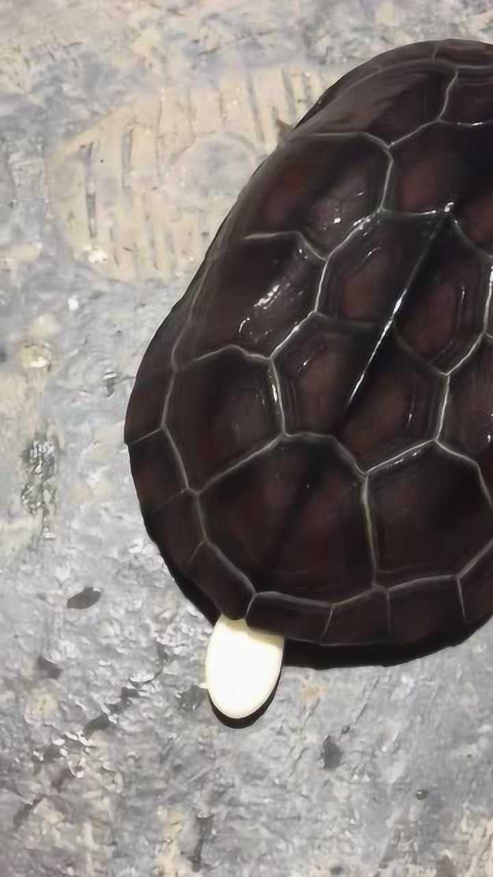实拍草龟下蛋这只母龟下完蛋就不管了该拿它怎么办啊