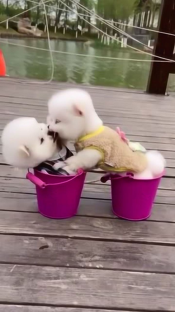 两个狗狗疯狂亲吻,简直太过激烈,这狗都会秀恩爱了?