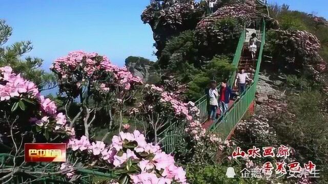 国家4A级旅游景区光雾山的高山杜鹃已经进入观赏期.