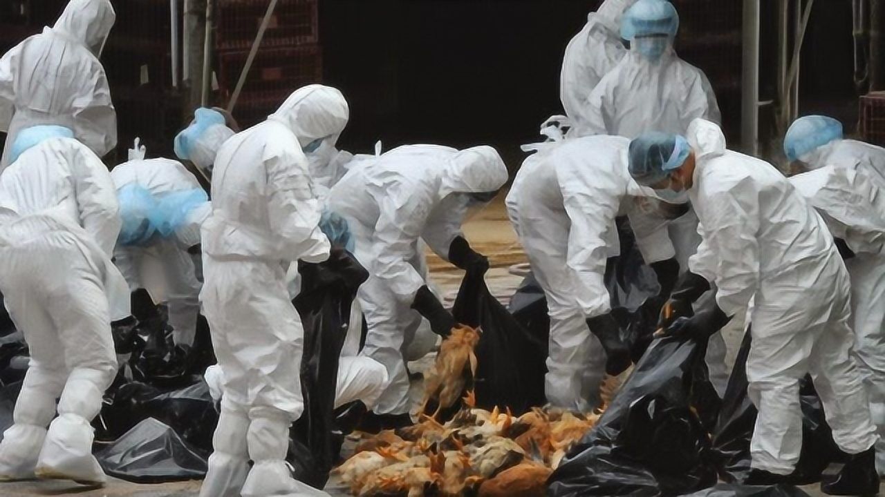 纽约等大城市疫情缓和后美国农村地区或迎棋盘格状爆发