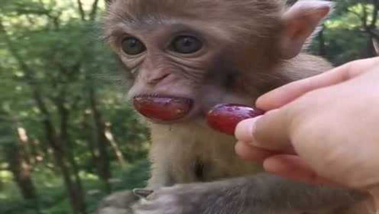 可爱的小猴子嘴巴还没有葡萄大就往里塞瞬间萌翻了