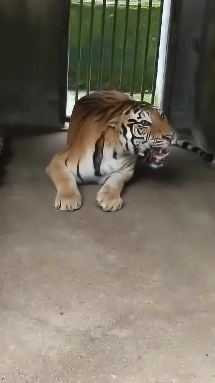 老虎不愧是百兽之王这吼叫声太霸气了看完视频你就知道了